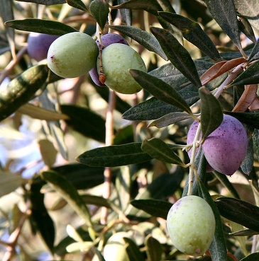 Olivenkerne: Ein Biomassebrennstoff