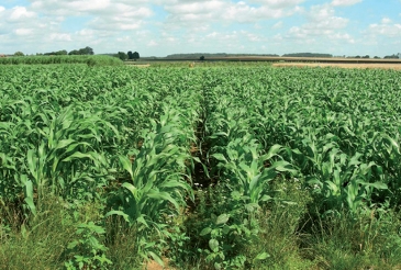 Reststoffe aus der Getreideproduktion wie Mais-Stengel können als Brennstoff im AET Biomasse-Kessel verwendet werden, z.B. bei Zignago Power